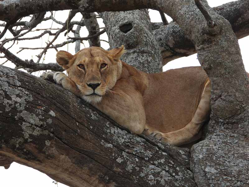 From Arusha to Lake Manyara photo 2