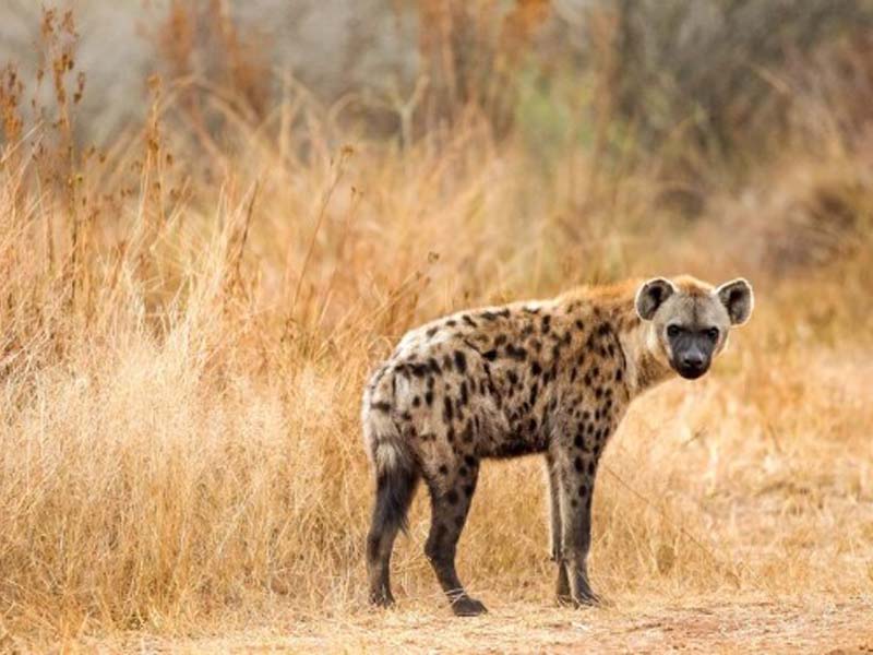 Serengeti National Park to Arusha photo 1