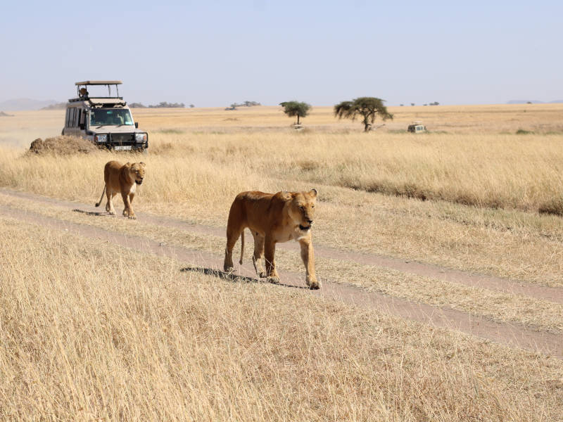 Serengeti National Park - Ngorongoro photo 1
