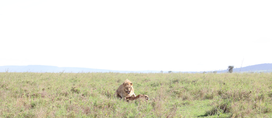 Serengeti - Ngorongoro Crater photo 2