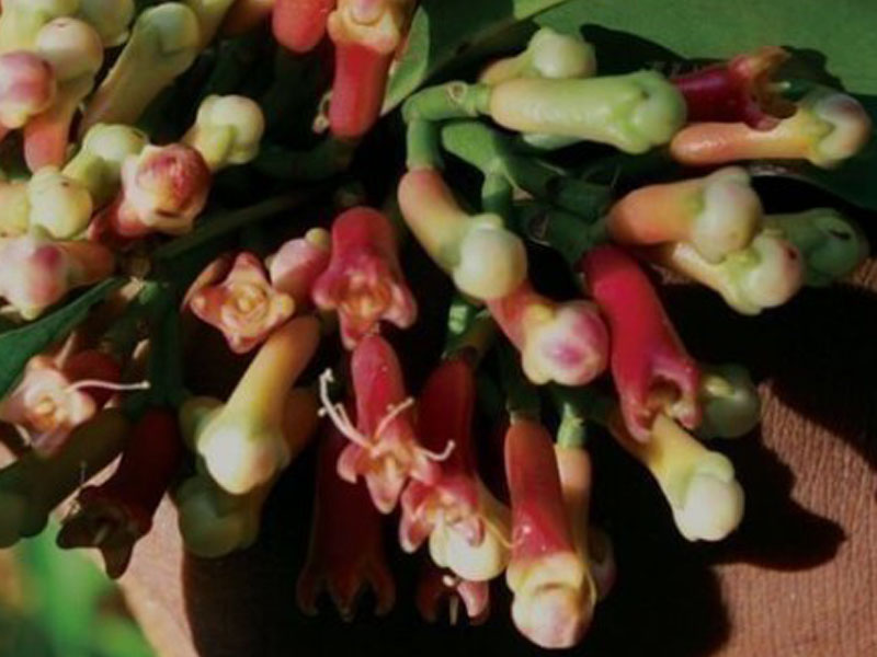 Zanzibar Spice Farm & Organic Shopping Experience photo 2