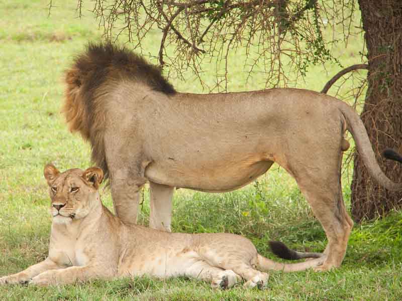 Day 3: Ngorongoro Crater Experience- Serengeti National Park photo 1