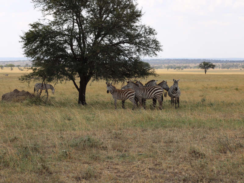 Serengeti National Park (full day in Seronera) photo 1
