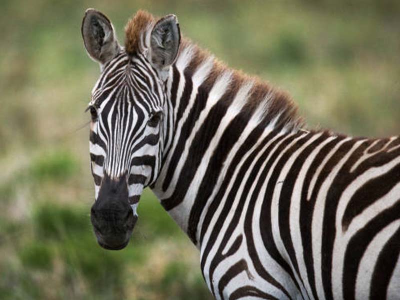 Game Drive & Rufiji River Boat Safari photo 1