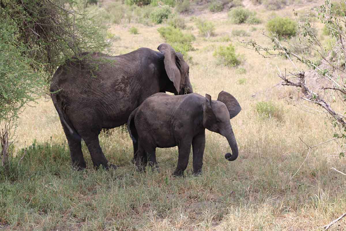 Karatu -Tarangire National Park photo 1