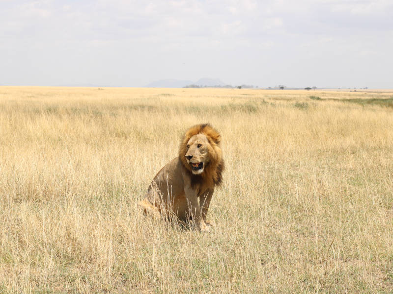 Serengeti National Park (Seronera) Full Day photo 1