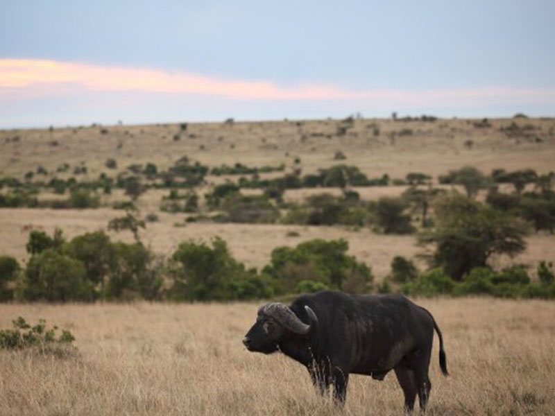 Serengeti National Park to Arusha photo 2