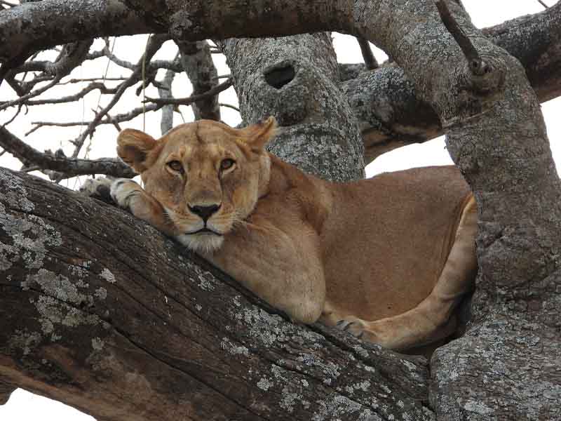 Day 2:  Lake Manyara National Park to Karatu photo 1