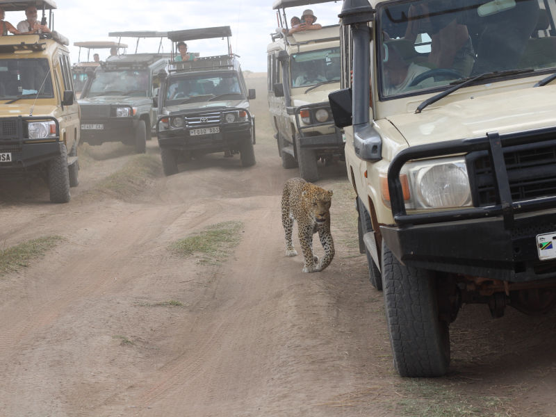 Serengeti National Park - Ngorongoro photo 2