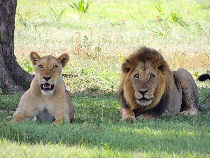 Full Day Game Drive Serengeti National Park photo 2