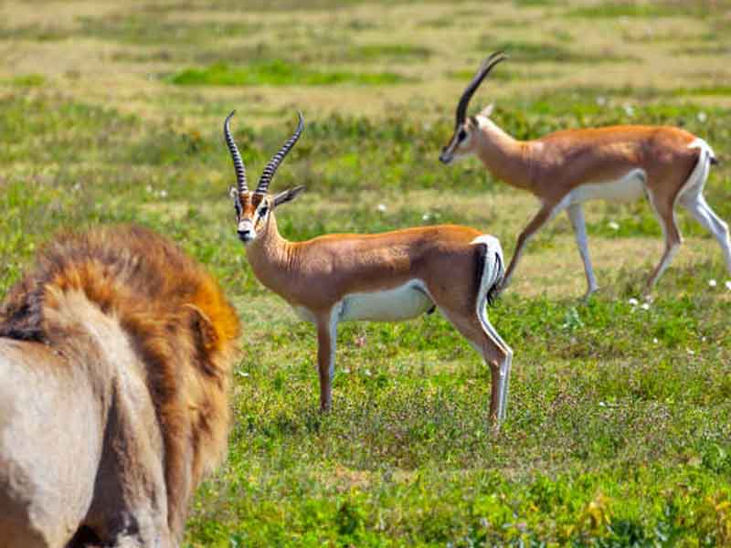 From Serengeti to Ngorongoro Crater photo 2