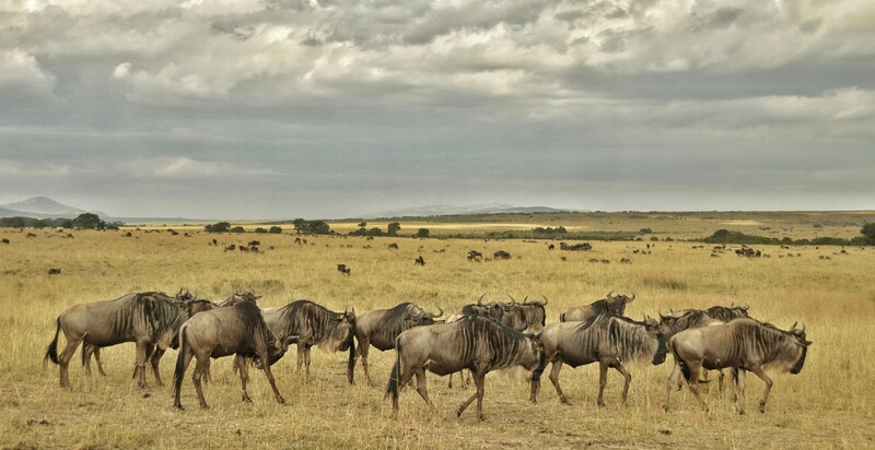 Kilimanjaro International Airport - Arusha Town photo 1
