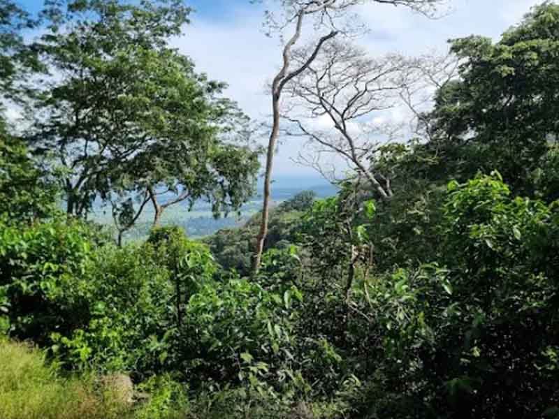 Mwanihana Forest Trek photo 2