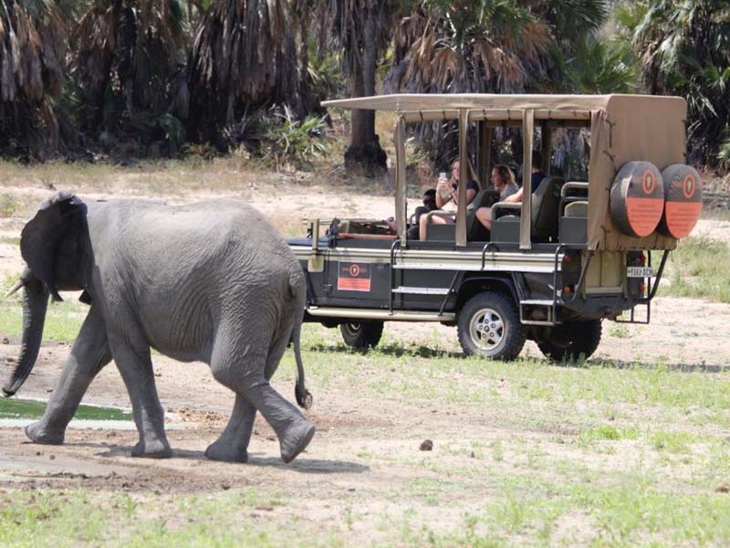 Fly from Zanzibar to Nyerere for Amazing Game drive photo 1
