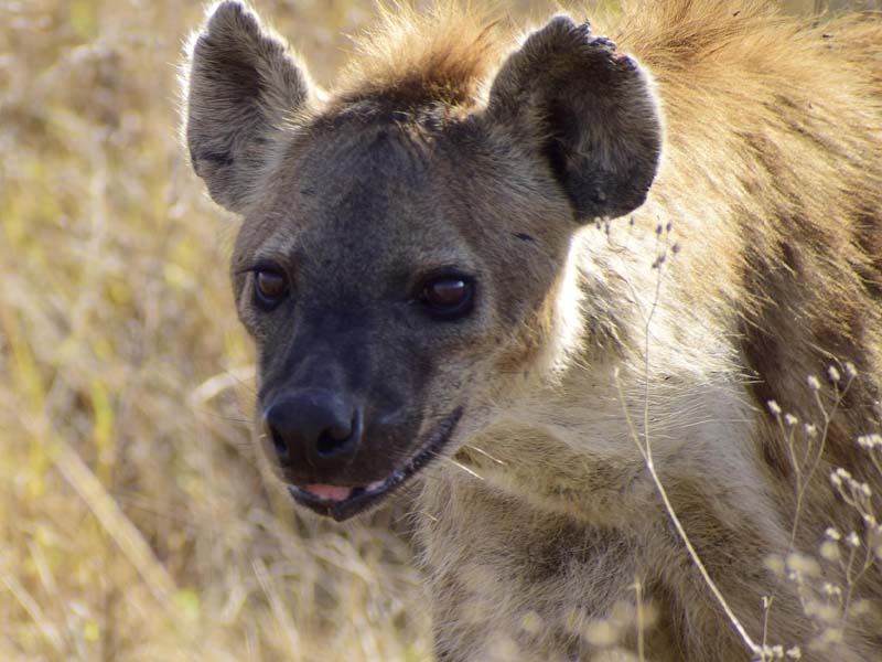 Serengeti National Park – Kilimanjaro International Airport photo 2