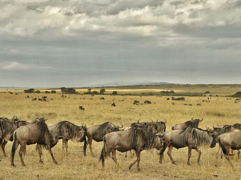 Kilimanjaro International Airport - Arusha Town photo 1