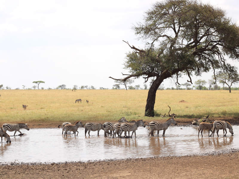 Lake Manyara National Park - Serengeti National Park photo 2