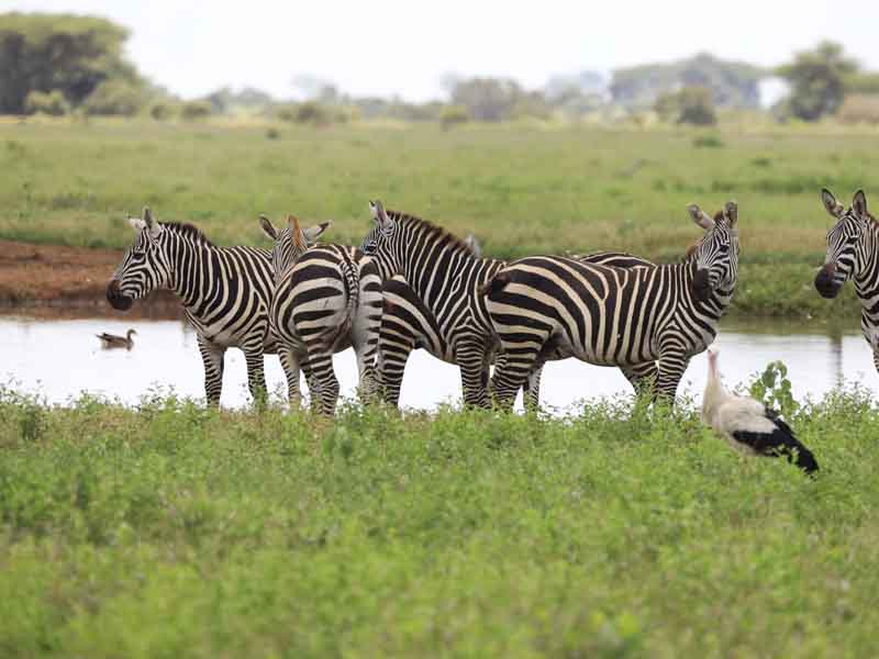 Ngorongoro Crater - Kilimanjaro International Airport (JRO) photo 1