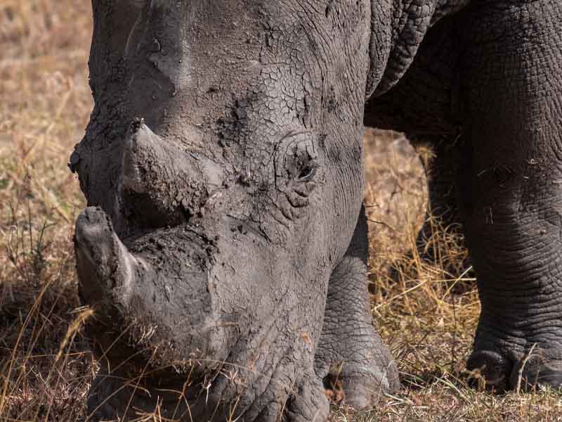 Serengeti National Park to Ngorongoro Conservation Area photo 1
