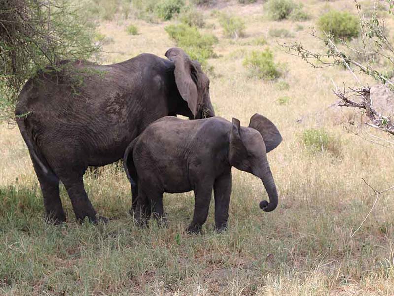 From Arusha to Tarangire National Park photo 2