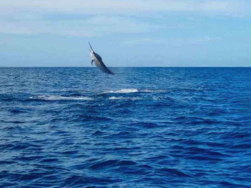 Cultural Village & Departure photo 1