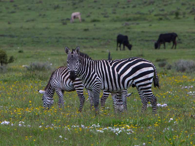 Ngorongoro Crater to Kilimanjaro International Airport - fly to Zanzibar photo 1