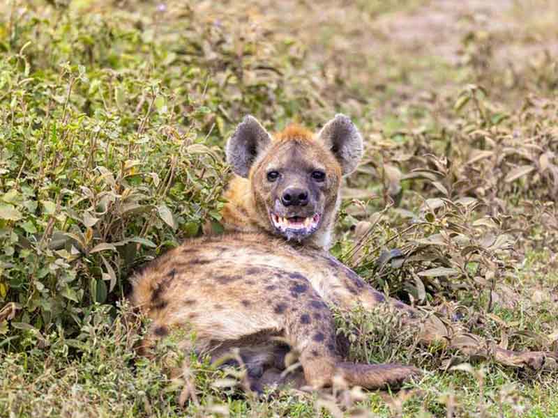 Southern Serengeti National Park (Ndutu) photo 1