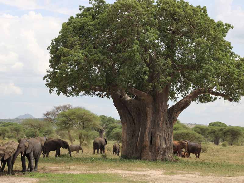 Arusha Town – Tarangire National Park – Karatu photo 1