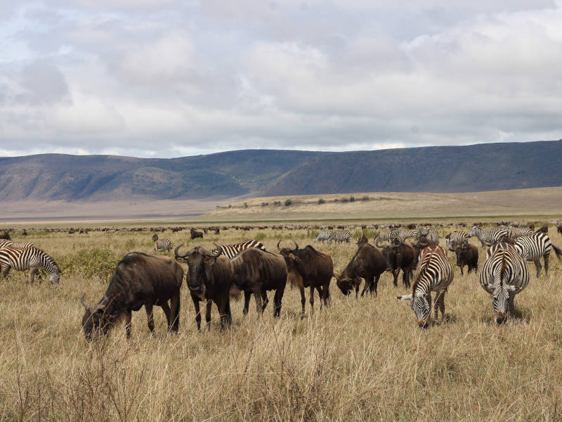 Serengeti National Park - Ngorongoro Conservation Area photo 1