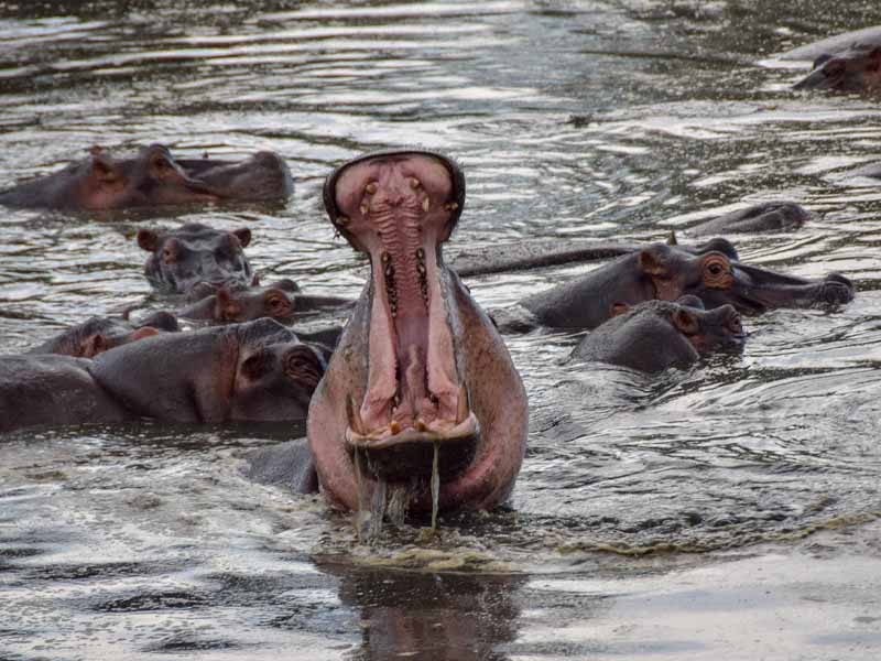 Full Day Game Drive in Serengeti National Park photo 1