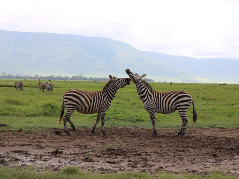 Serengeti National Park (Seronera) Full Day photo 2