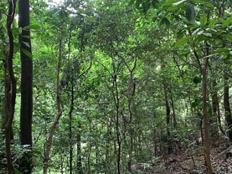 Mwanihana Forest Trek & Cultural Experience photo 2