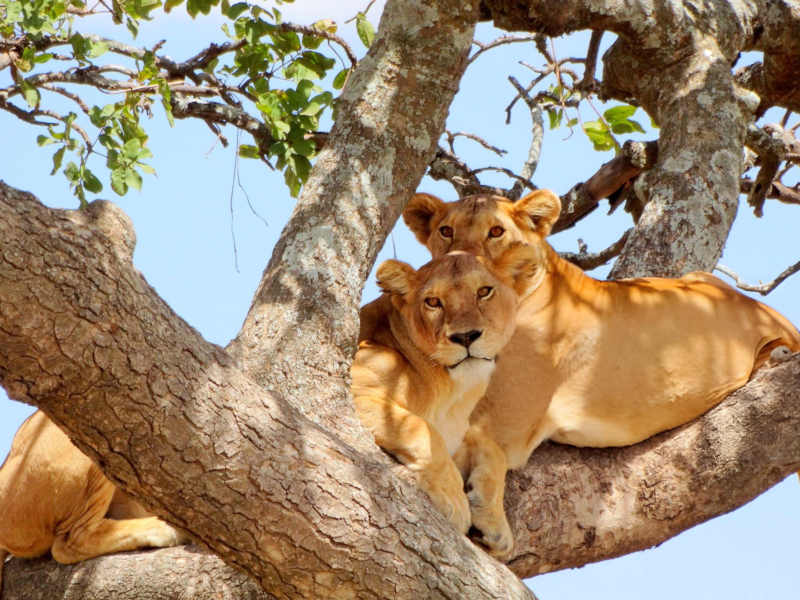 Arusha Town- Lake Manyara National Park - Mto Wa Mbu photo 2