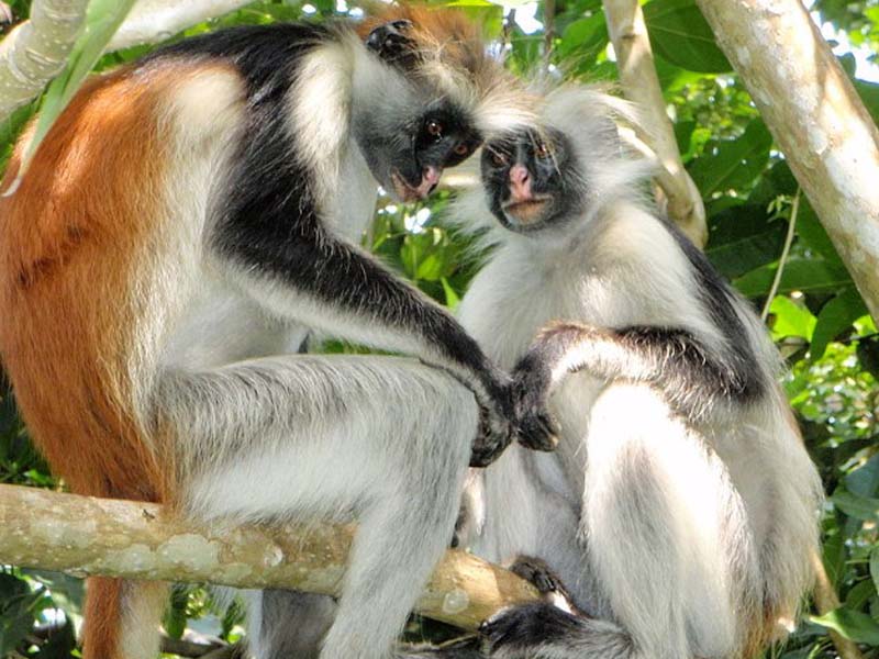 Jozani Forest & Village Adventure photo 2