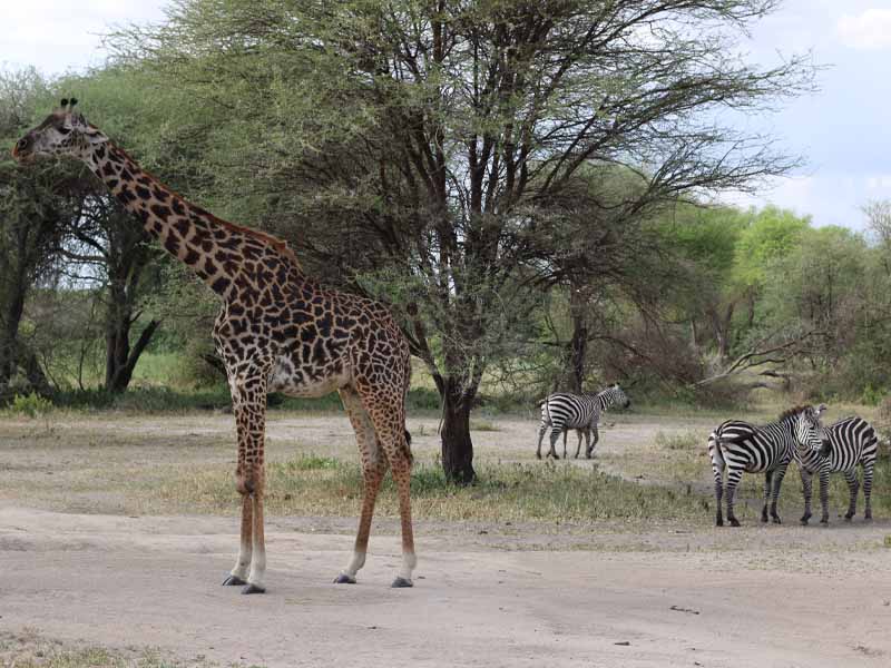 Full-Day Game Drive & Bush Lunch photo 1