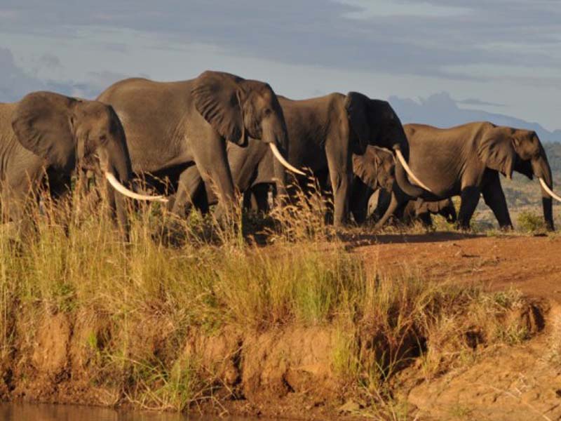 Morning Safari & Return photo 2