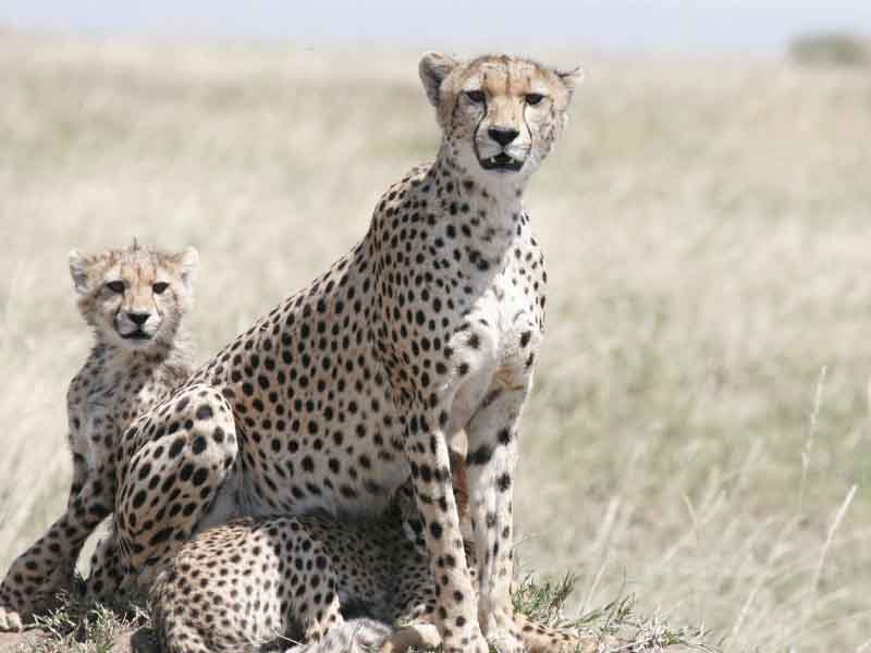 From Arusha → Serengeti National Park photo 1