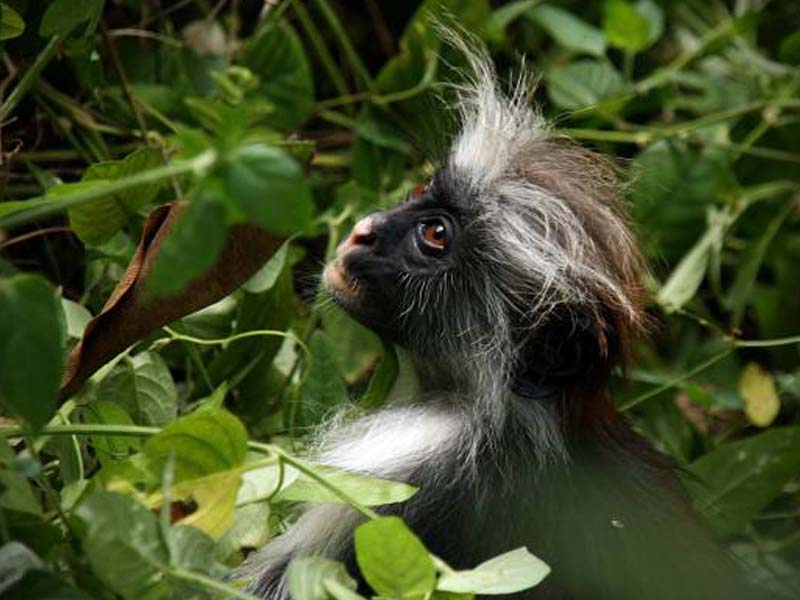 From your hotel/lodge in Zanzibar to Zanzibar beach photo 1