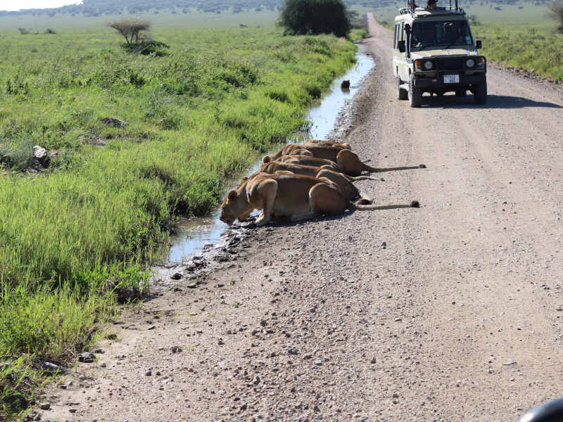 Ngorongoro Crater - Tarangire National Park photo 1