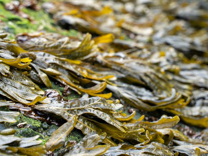 Seaweed & Coastal Farming photo 2