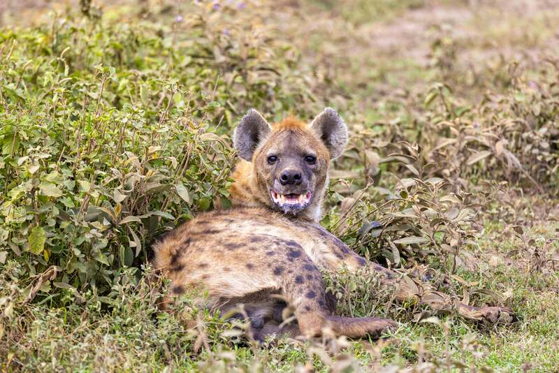 Southern Serengeti National Park (Ndutu) photo 1