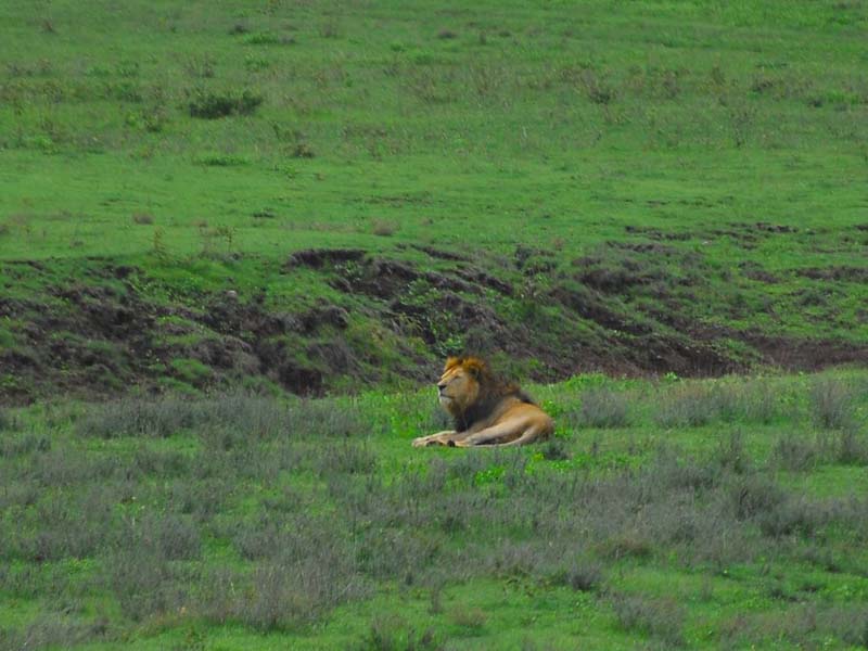 Serengeti  →  Ngorongoro Crater photo 1