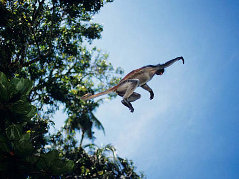 From your hotel/lodge in Zanzibar to Zanzibar beach photo 2