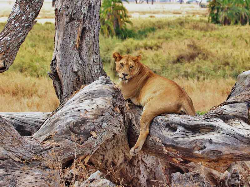 Western Serengeti - Central Serengeti photo 1