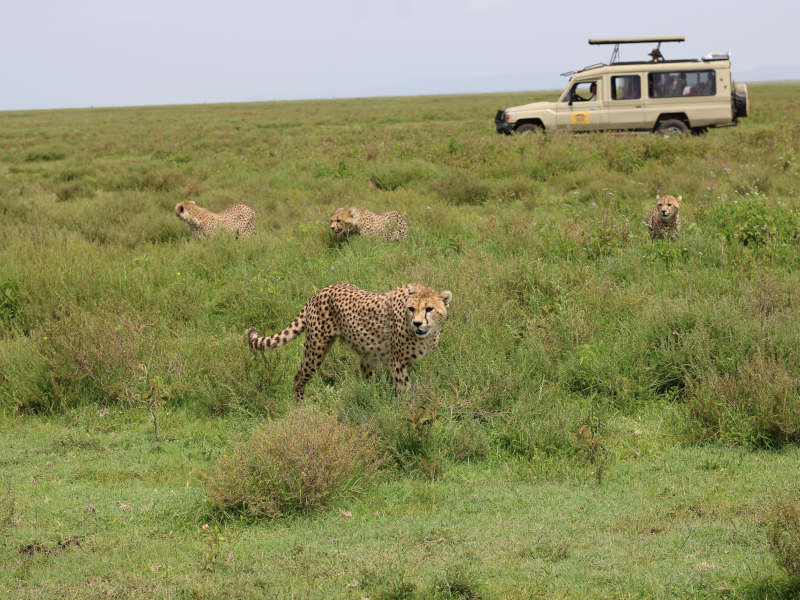 Ngorongoro Crater - Tarangire National Park photo 2