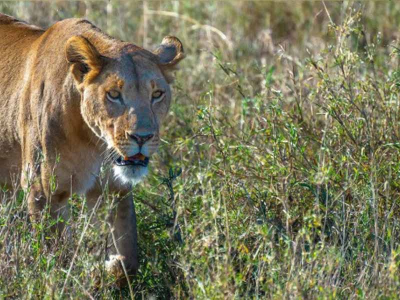Full Day Central Serengeti Game Drive photo 2