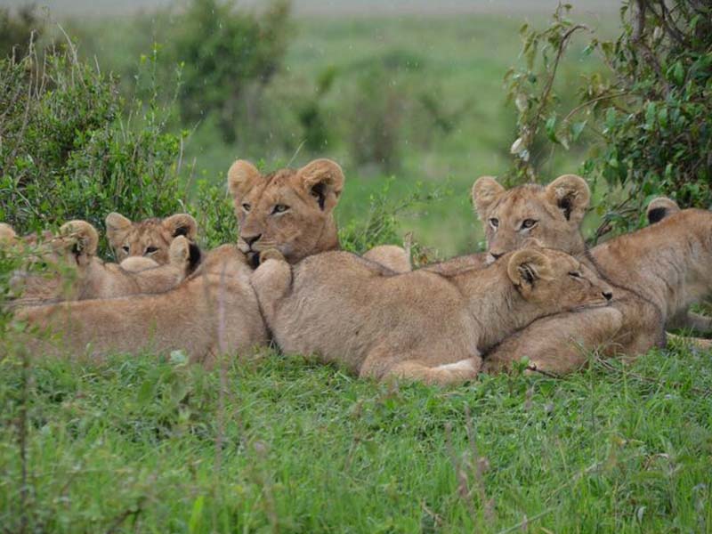 Ngorongoro Crater → Arusha town or Kilimanjaro International Airport photo 1