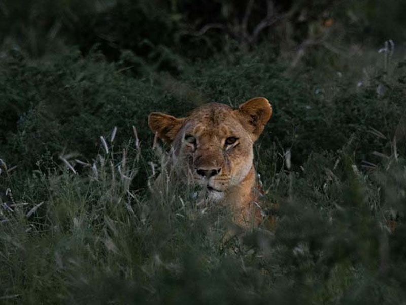 Day 5: Walking Safari & Return to Dar es Salaam photo 1