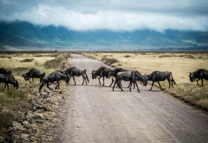 Kilimanjaro International Airport to your pre-safari lodge photo 2