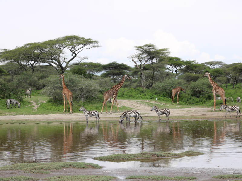 Karatu to Central Serengeti via Ngorongoro photo 1